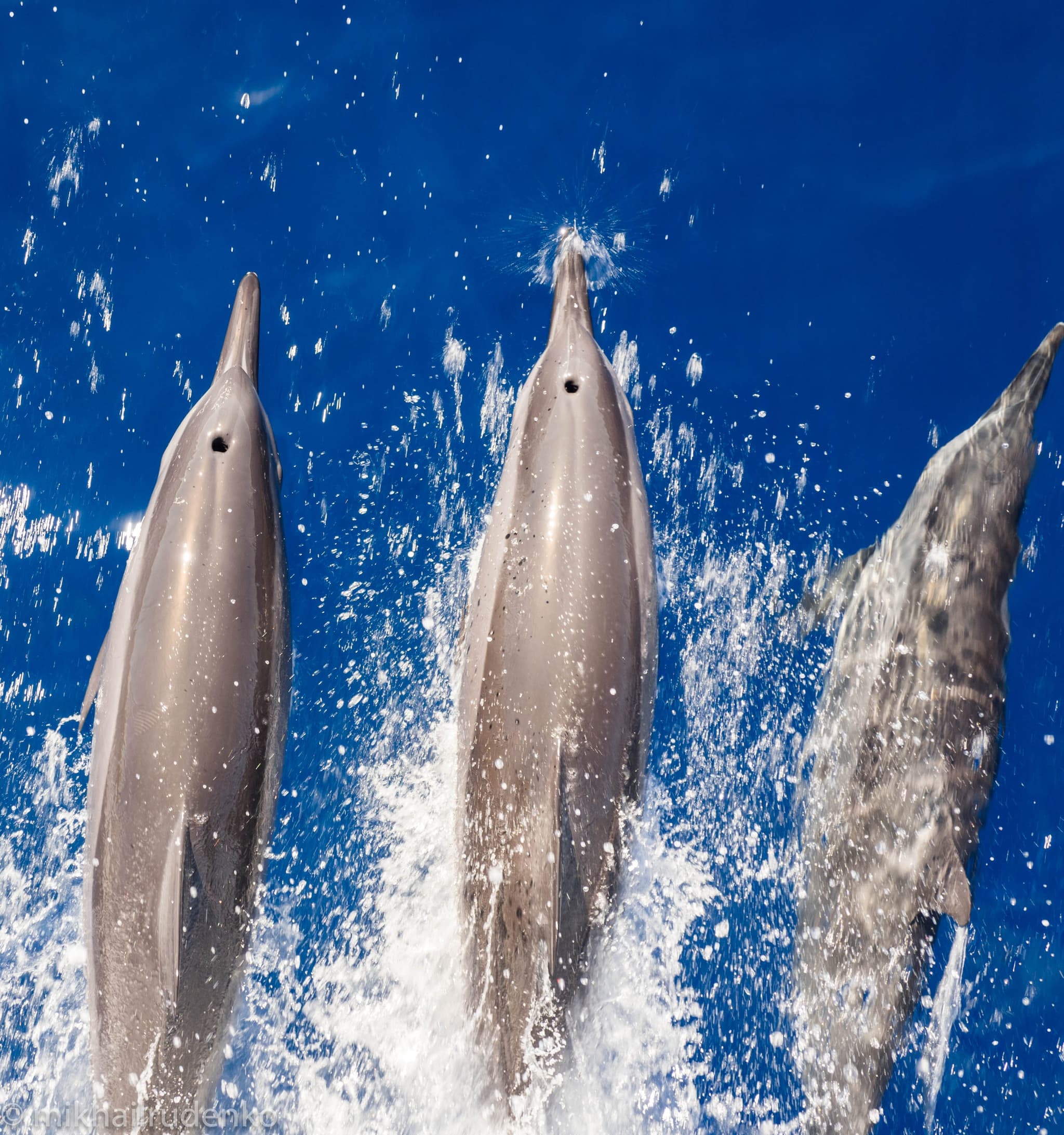 One-Site Afternoon Dive or Snorkel Trip