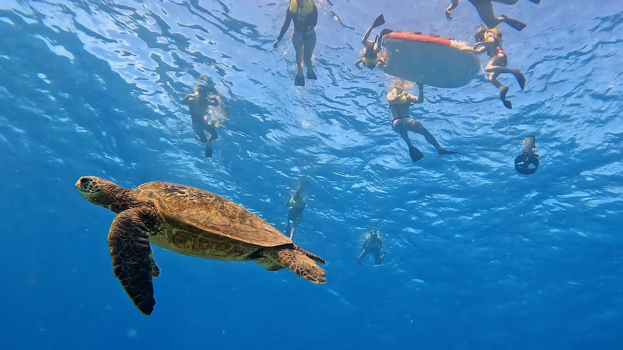 Snorkel with Turtles