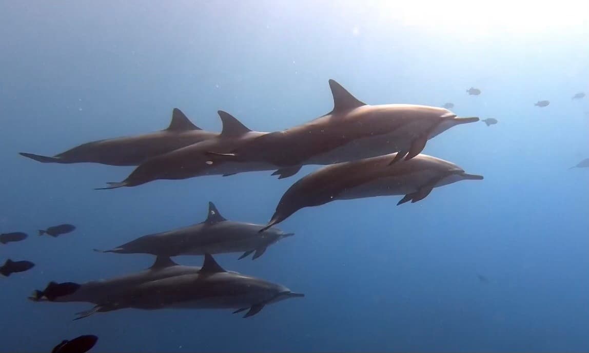 Private Refresher Dive