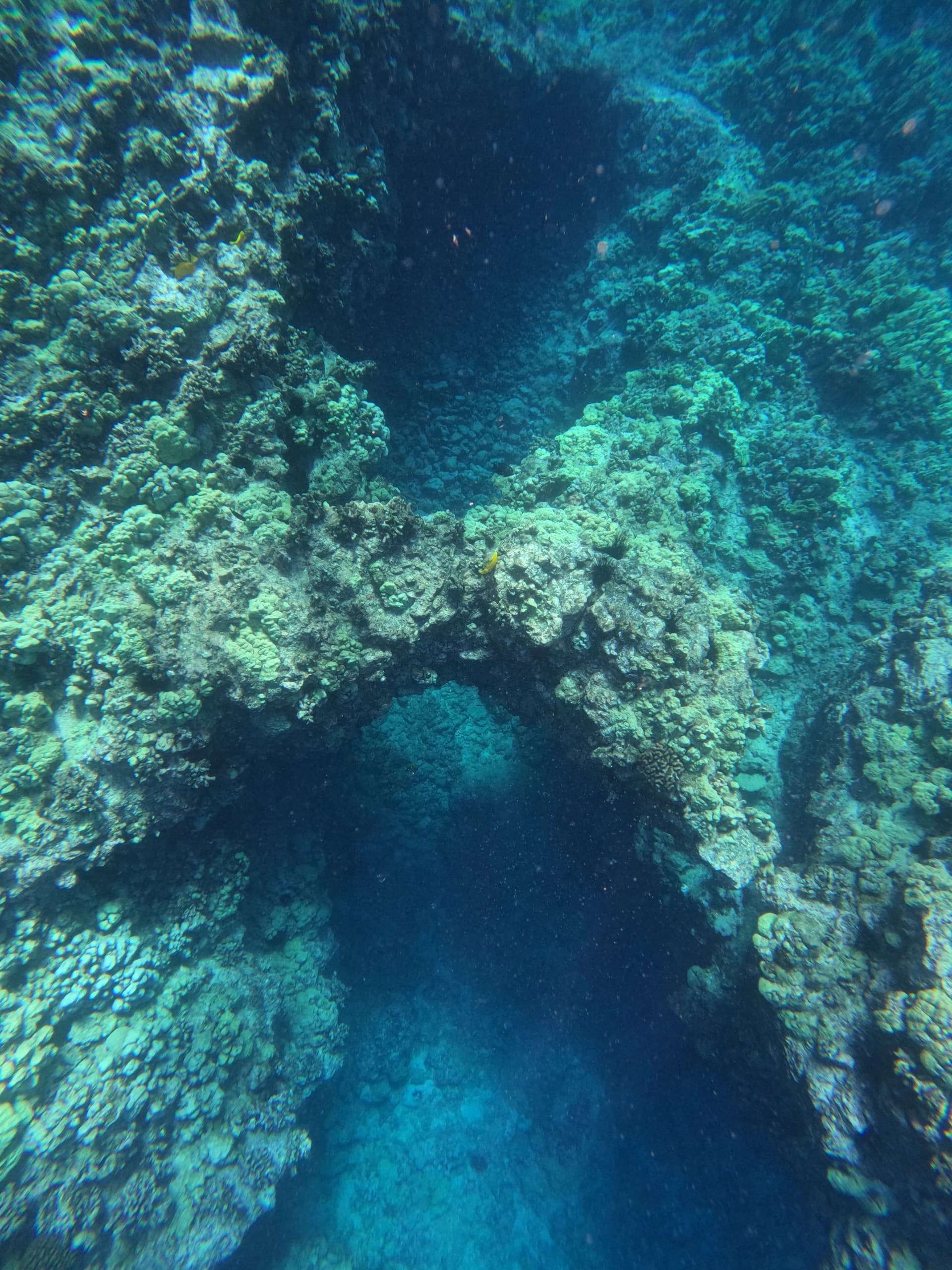 Private Charter Snorkel & Whale Watching