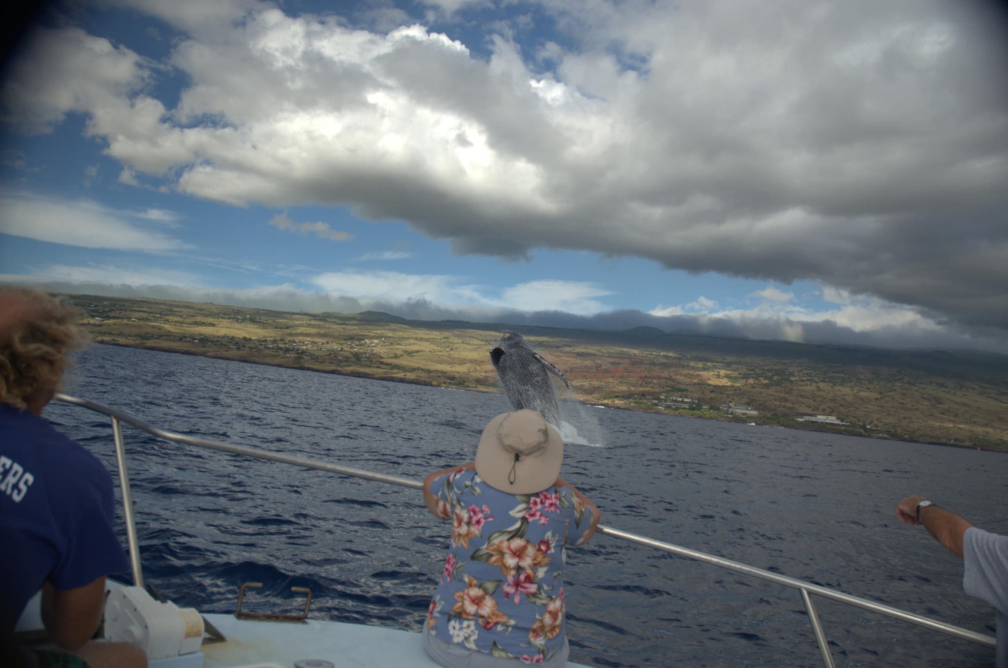 Whale Watch and Sunset Cruise