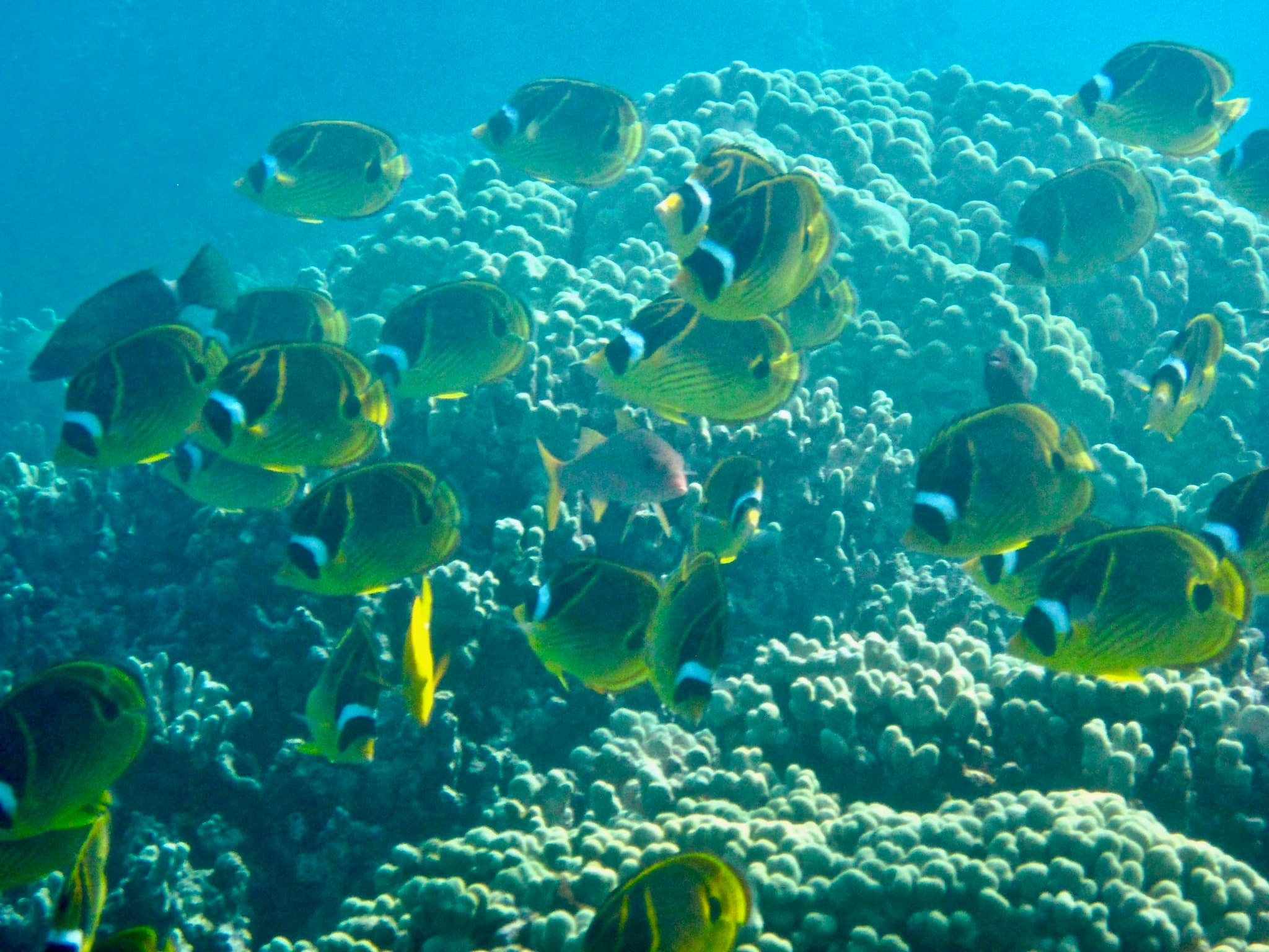 Captain Cook Snorkel Adventure