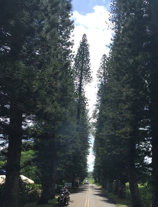 Road To Hana - From Oahu (with Air Ticket)