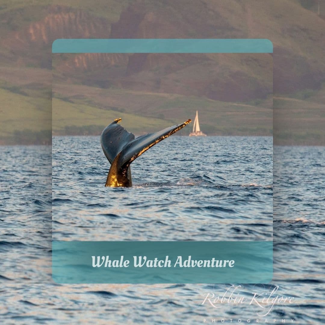 Humpback Whale Watch Tour • Banyan Tree Adventures