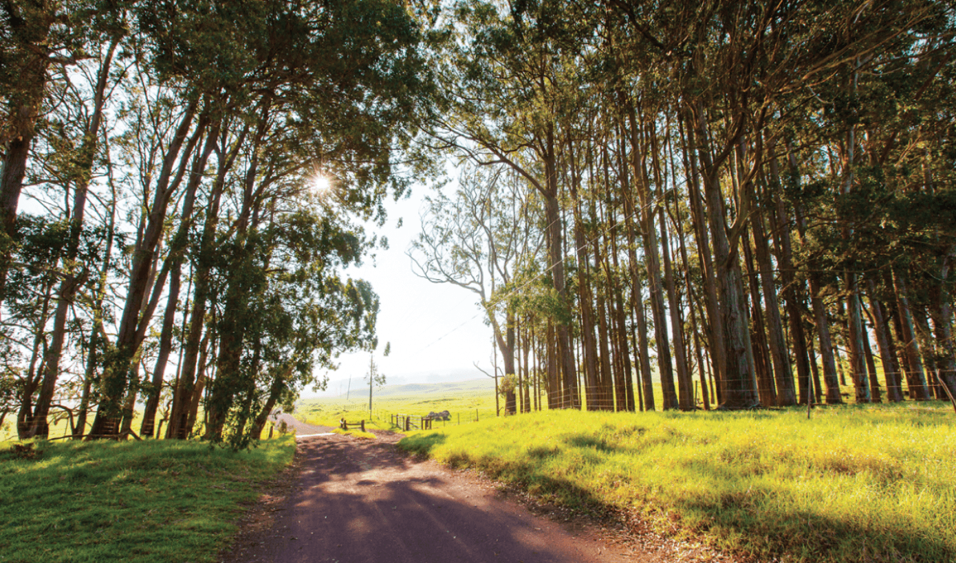 Mana Road Traditional or E-Mountain Bike Tour