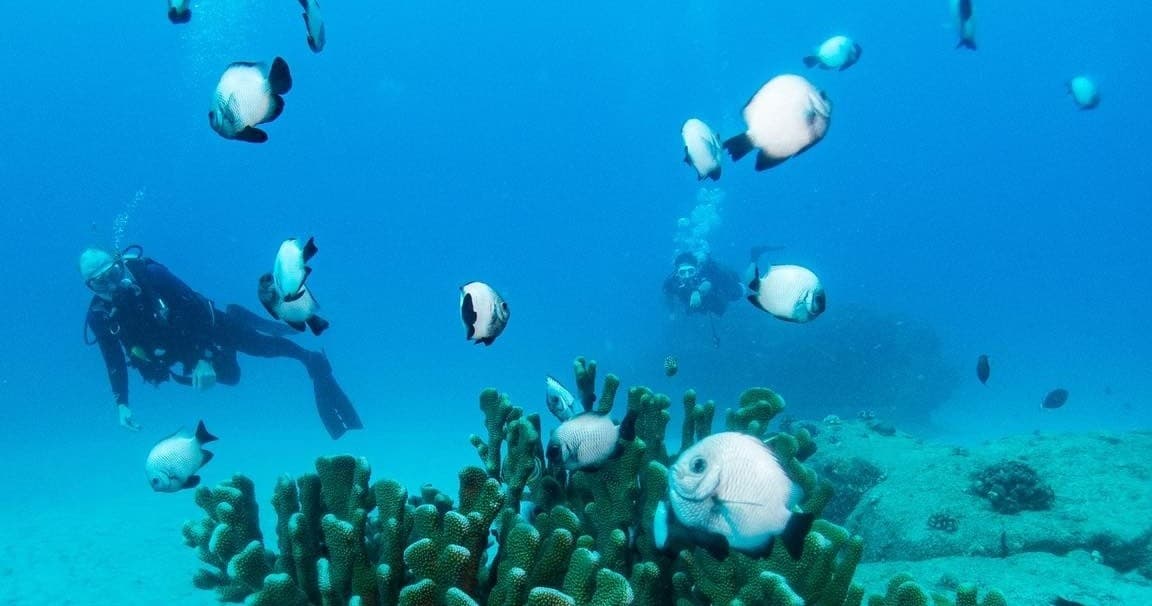 Koloa Landing Twilight 2-Tank Shore Dive