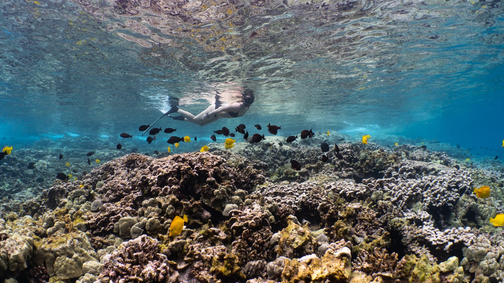 Captain Cook Monument Kealakekua Bay Snorkeling Tour
