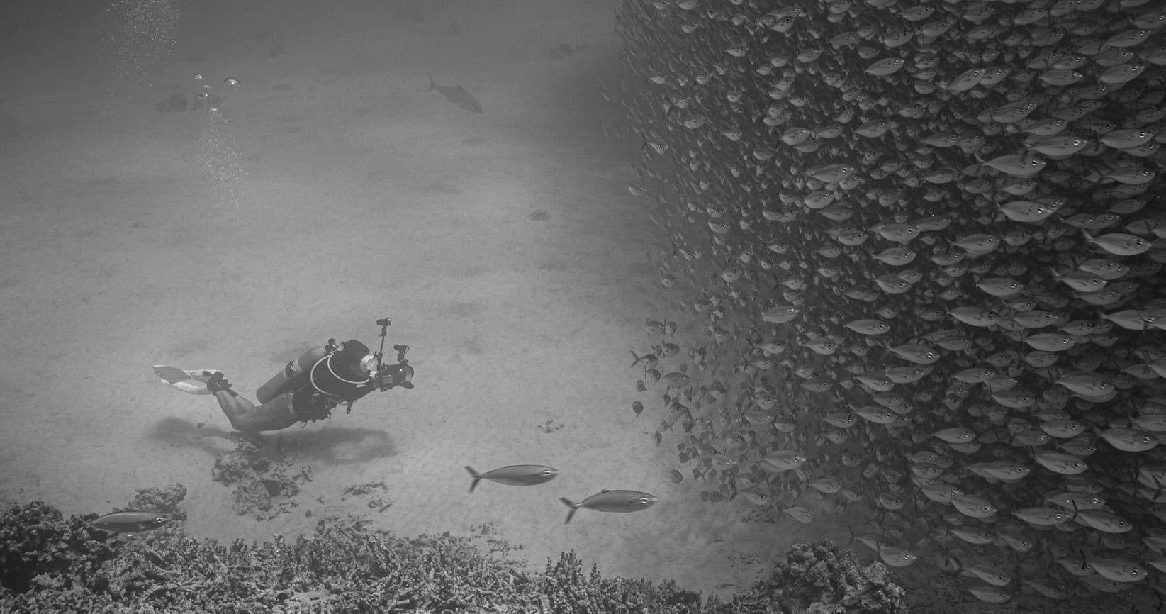 PADI Digital Underwater Imaging Specialty