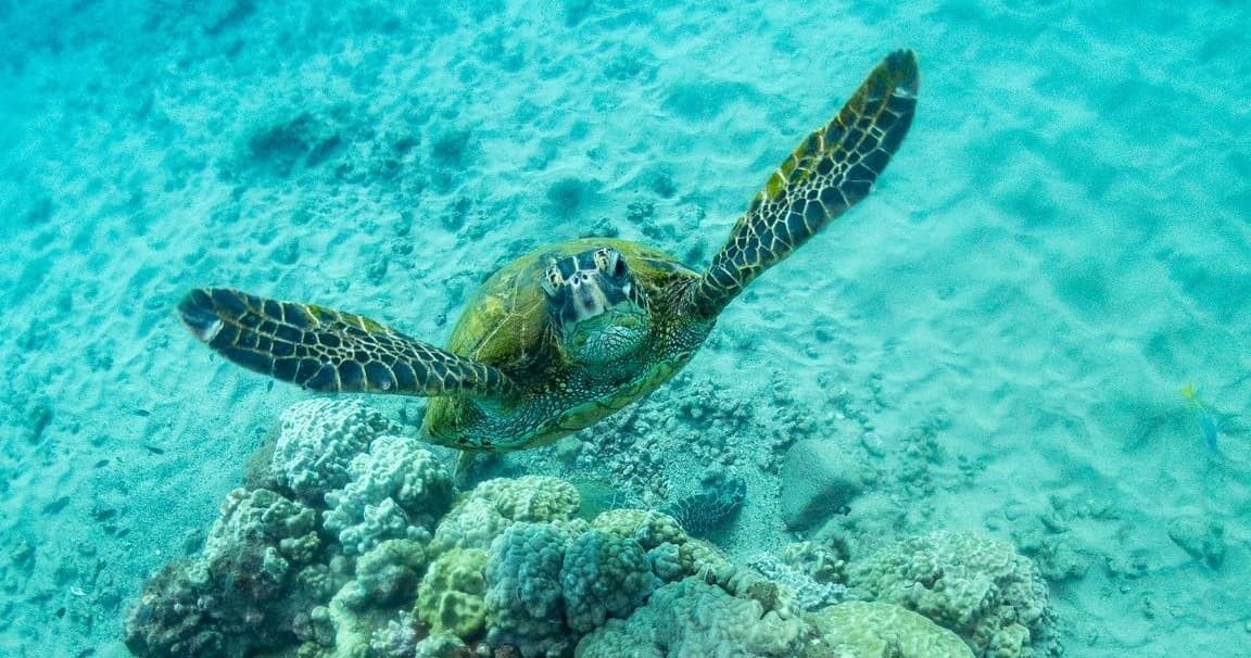 Koloa Landing Night 1-Tank Shore Dive