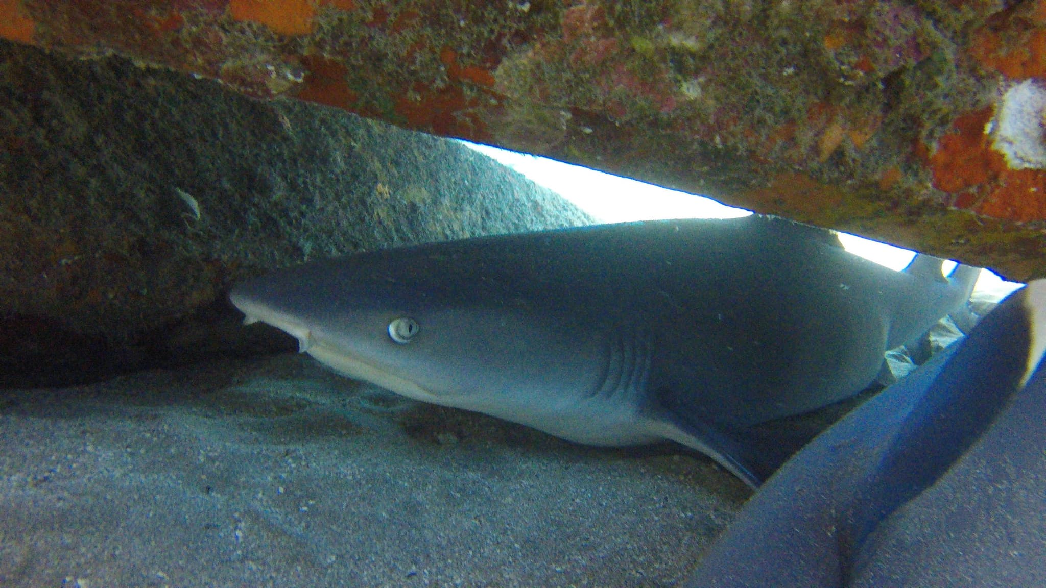 Shark-Turtle-Wreck Dive