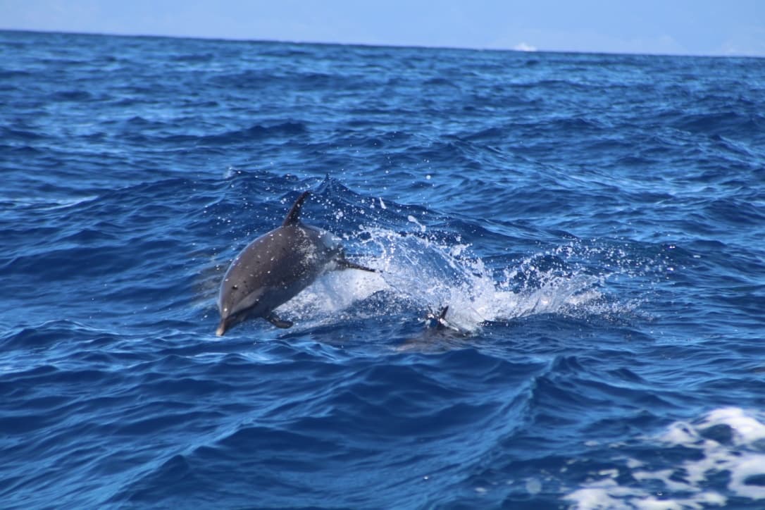 2 Hour Eye-Level Dolphin Watch Sightsee Eco-Raft Tour