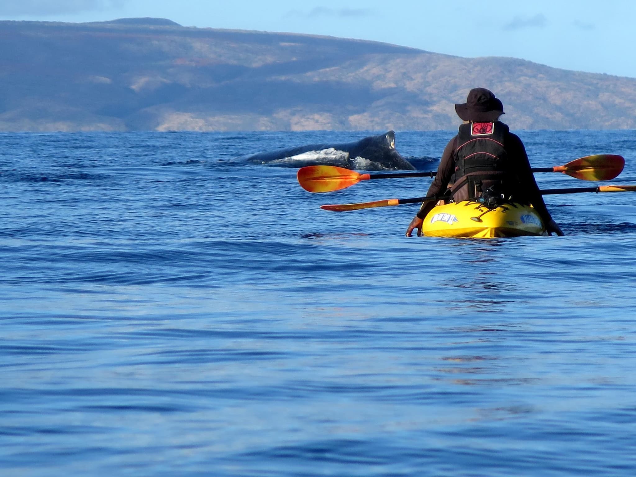 Kayak - Private "Whale" of a Whale Watch