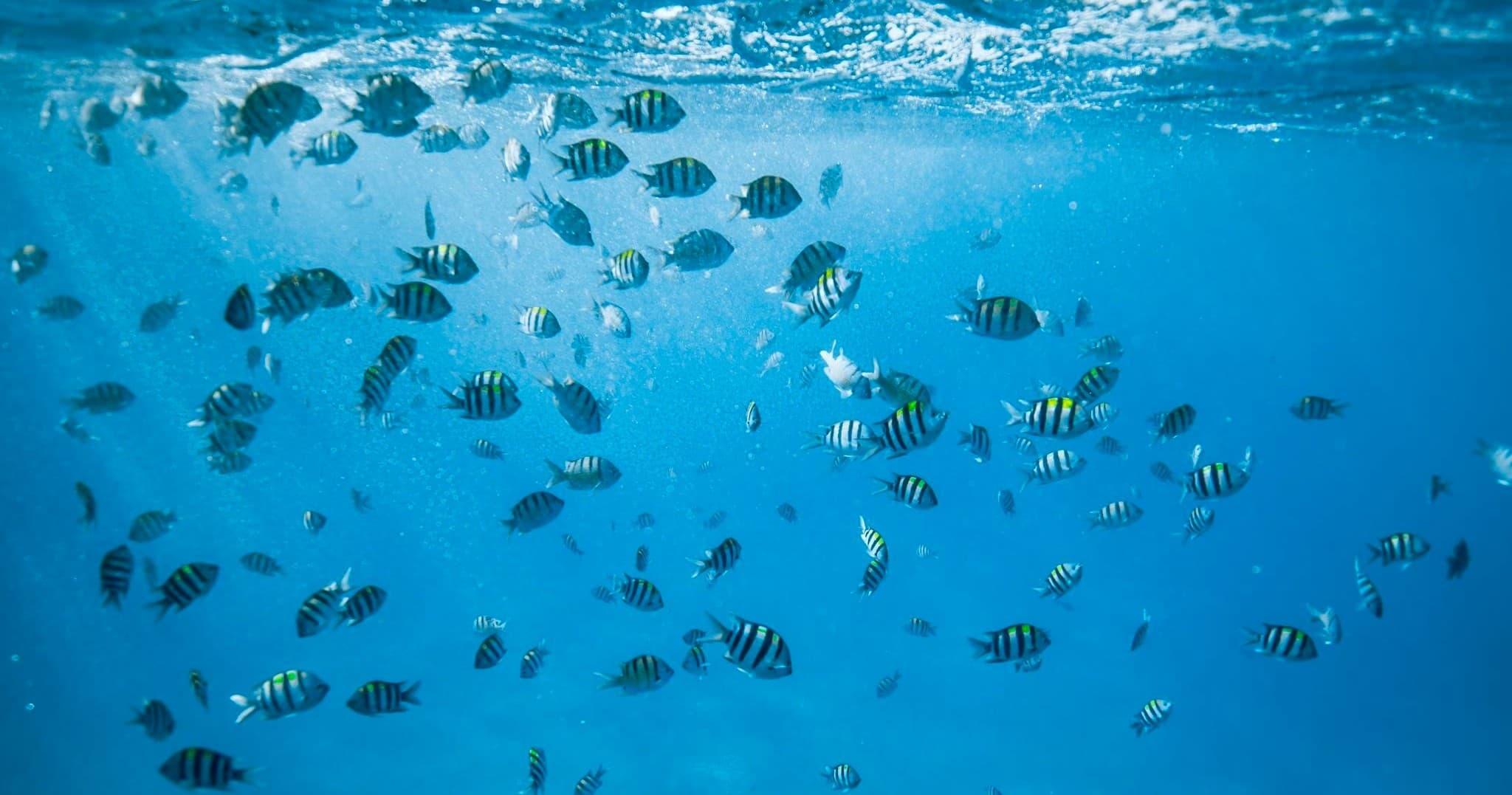 Semi-Private Turtle Snorkel & Catamaran Cruise