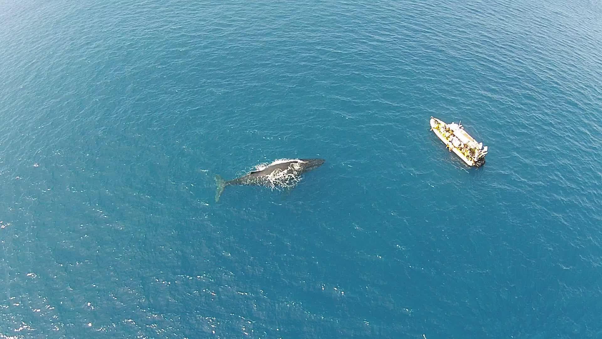 ULTIMATE #1 BIG ISLAND WHALE WATCH