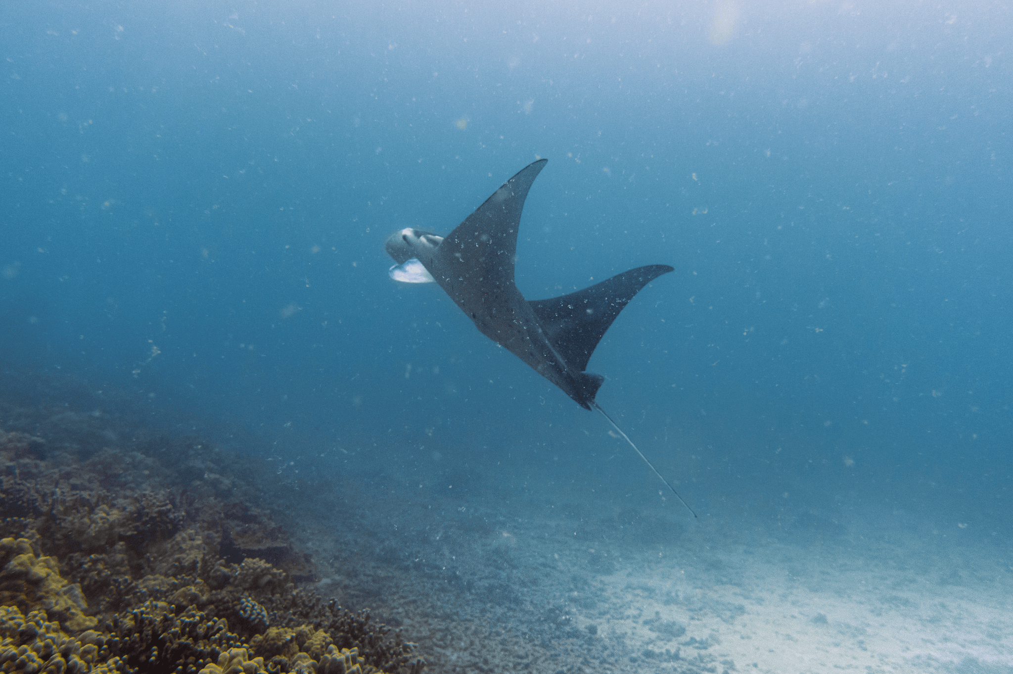 2 Tank Shallow Reef Private Boat Scuba Dive Experiences!