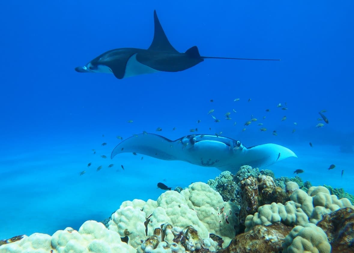 Private Charter Snorkel & Whale Watching