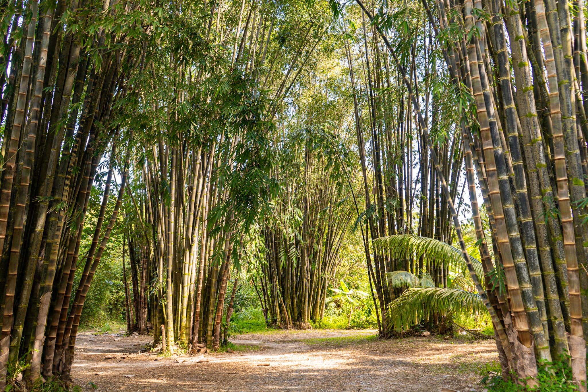 Pa’ia Town & Waterfall Hike