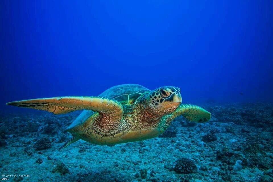 Aloha Beach Tour • Hanauma Bay