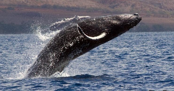 Whale Watch Adventure