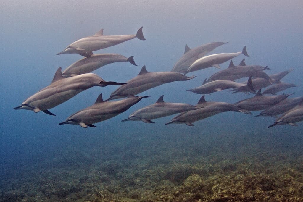 Morning 2 Tank Boat Dive for Experienced Divers