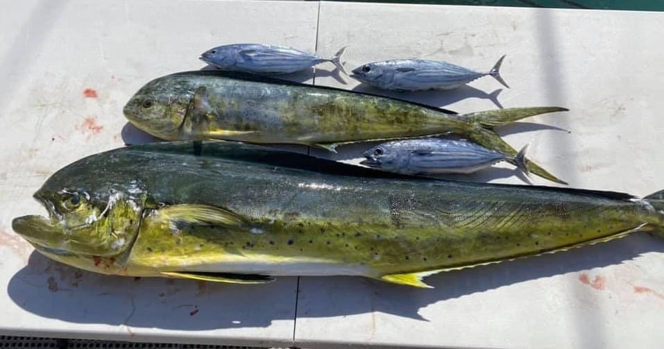 Shared Charter - Half Day