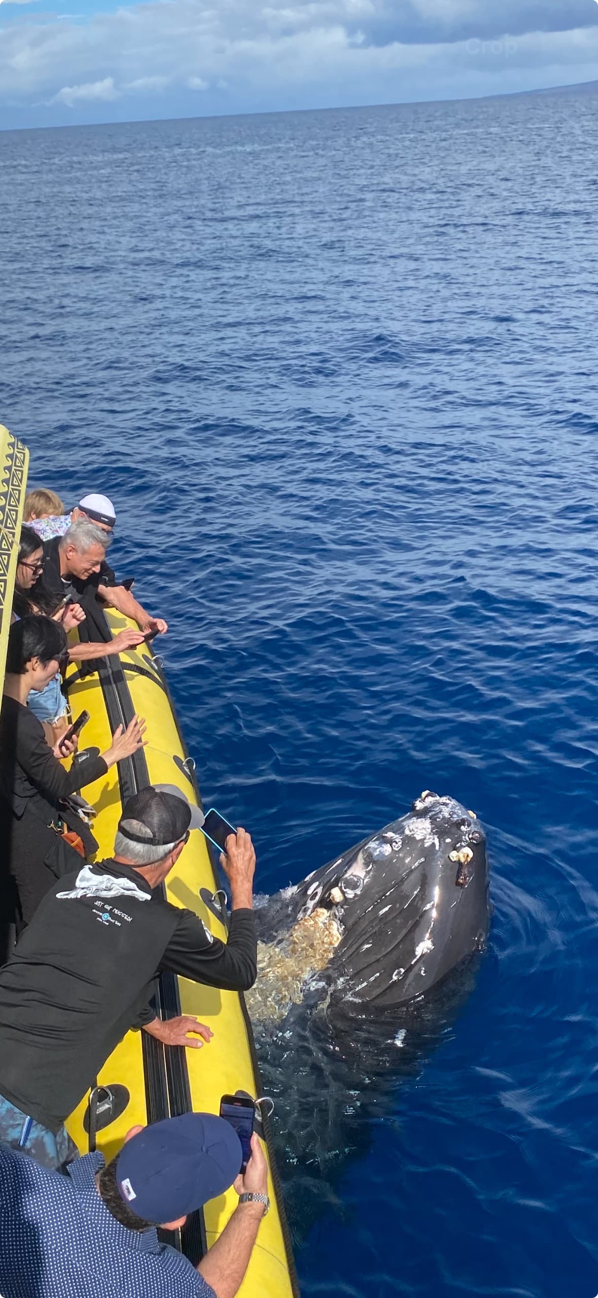 Combination Whale Watch & Snorkel