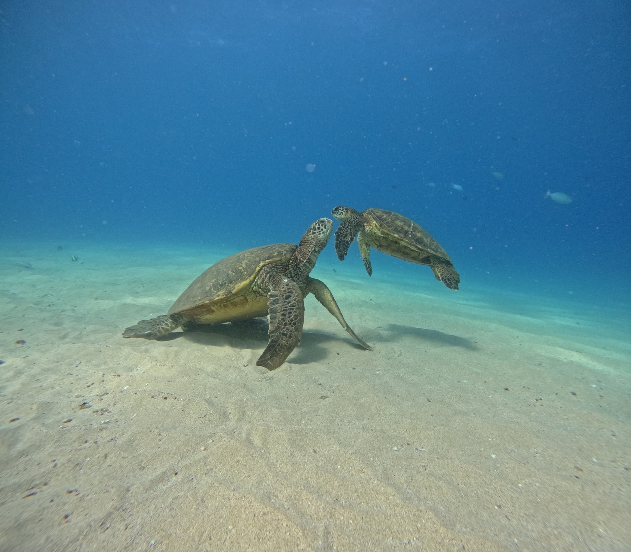 Electric Beach Snorkel Adventure