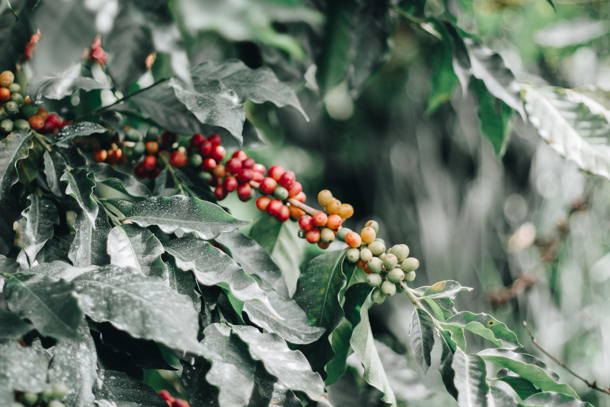 Kona Coffee Farm Tour