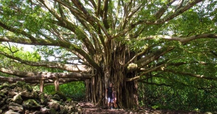 Ultimate Hana Full-Day Adventure Tour