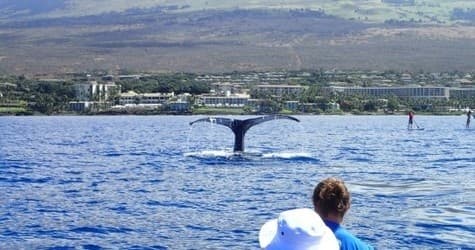 Grand Wailea Whale Watch Outrigger Tour