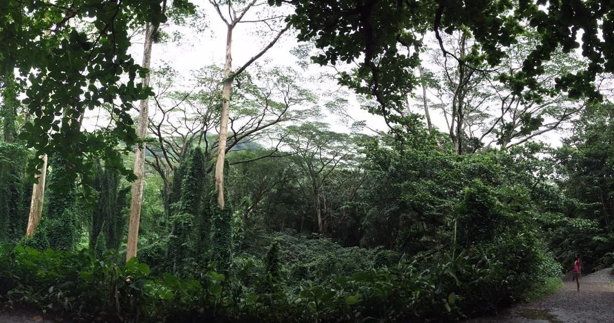 Tropical Adventure Combo