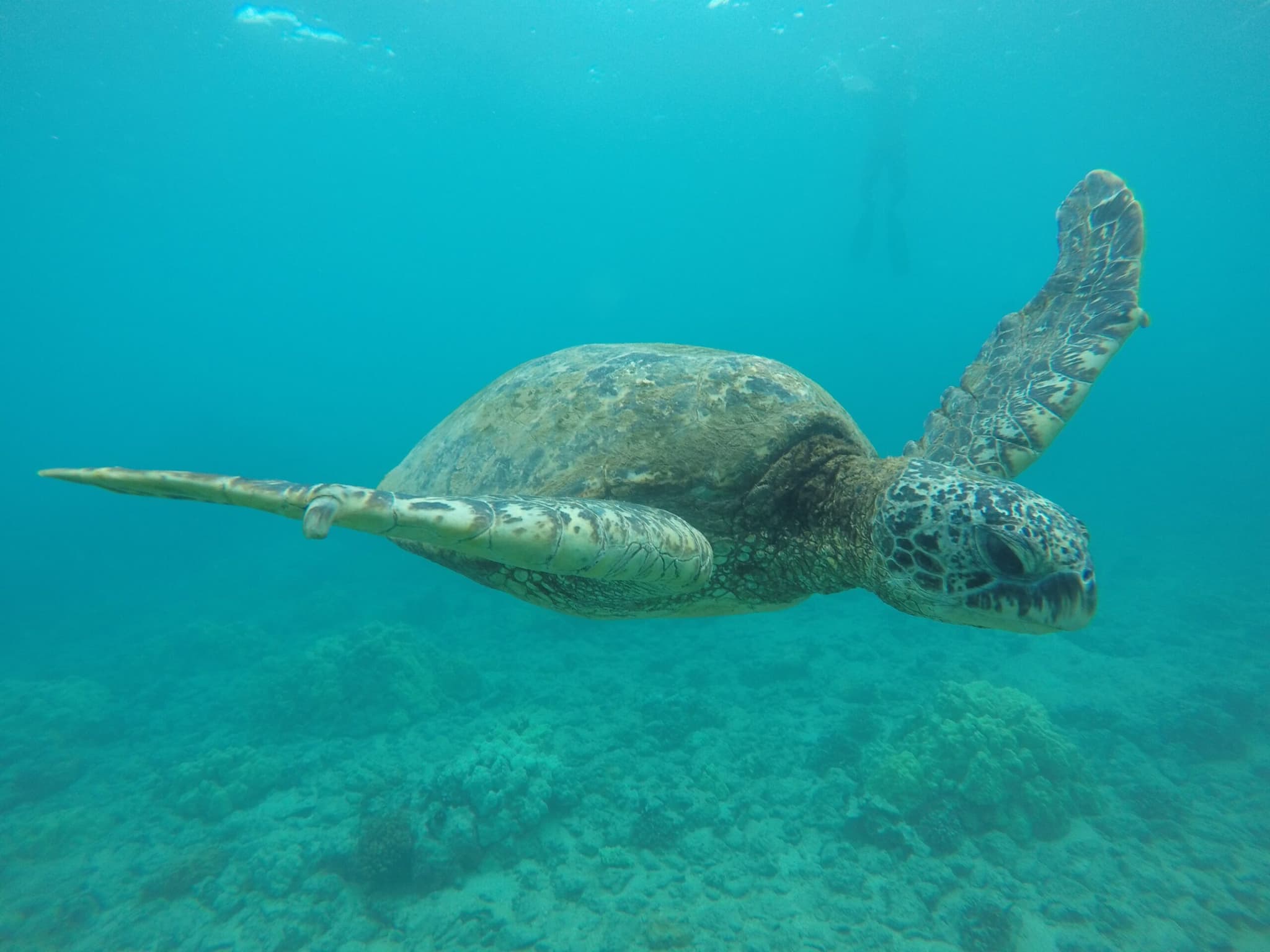 We Go! Guided Eco Snorkeling Adventure