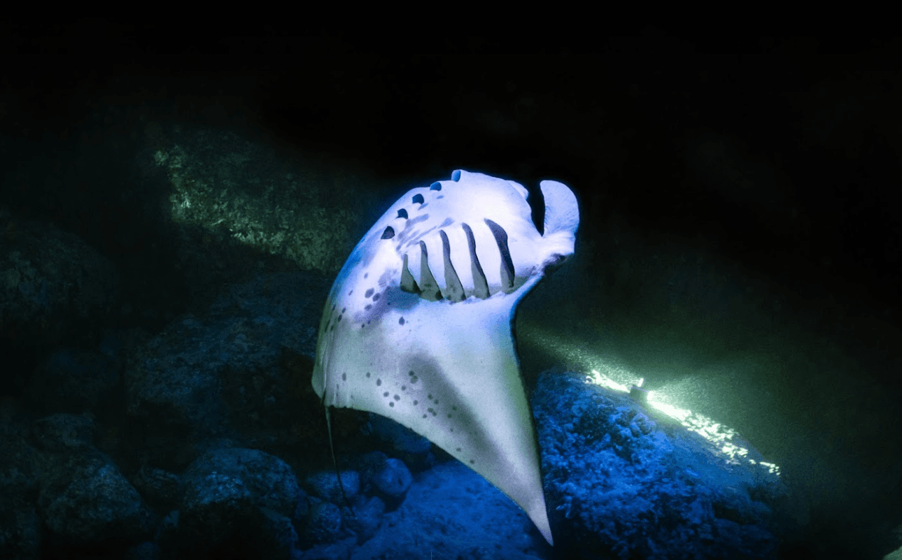 Honokohau Manta Ray Night Snorkel