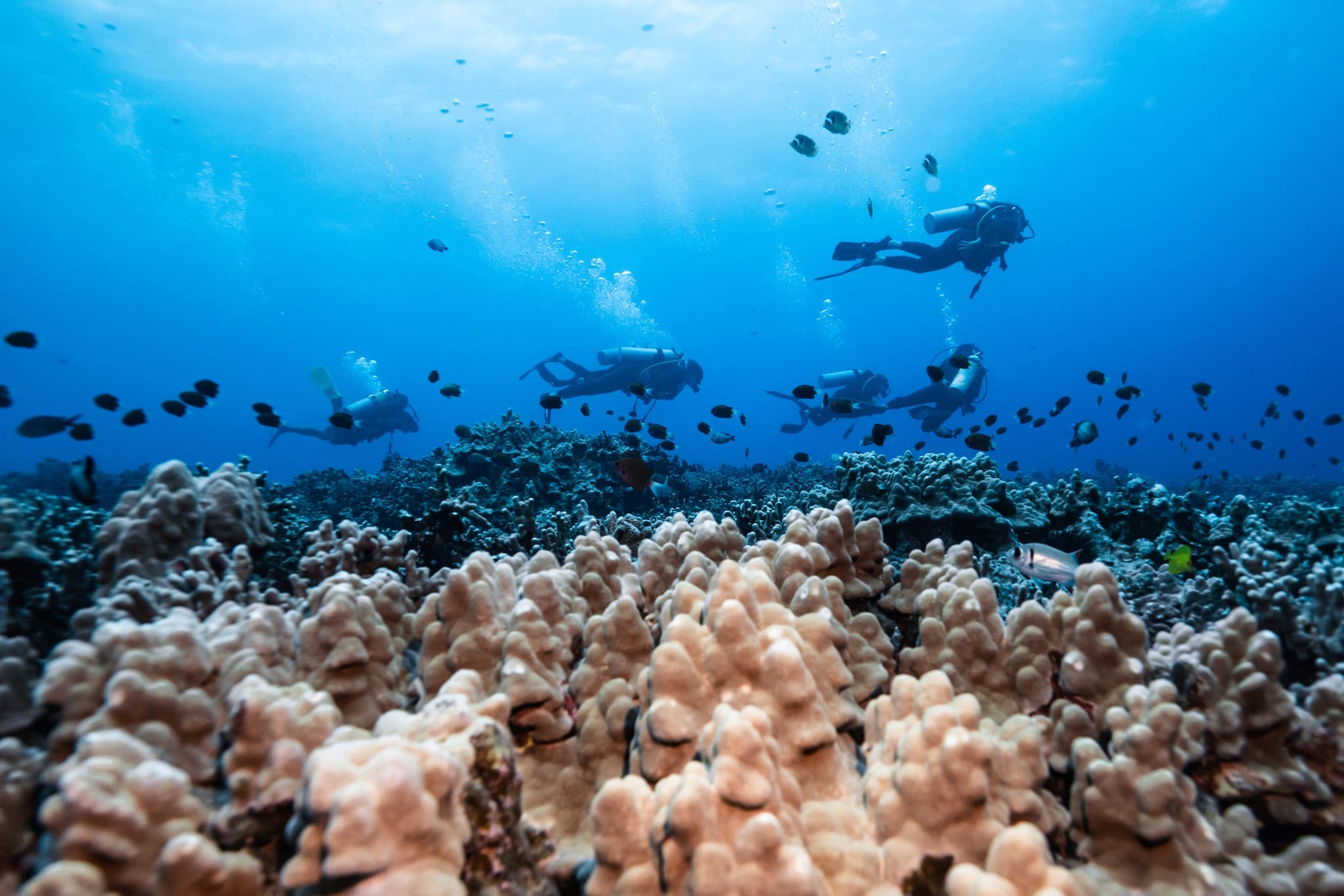 Signature Morning Dive: Two Tank Morning Charter