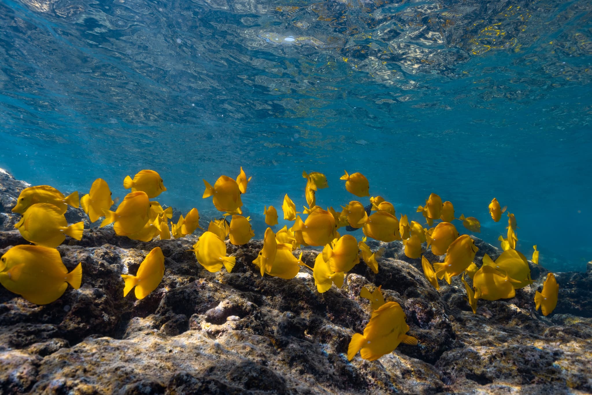 PRIVATE KEALAKEKUA BAY SNORKEL WITH DOLPHIN WATCH