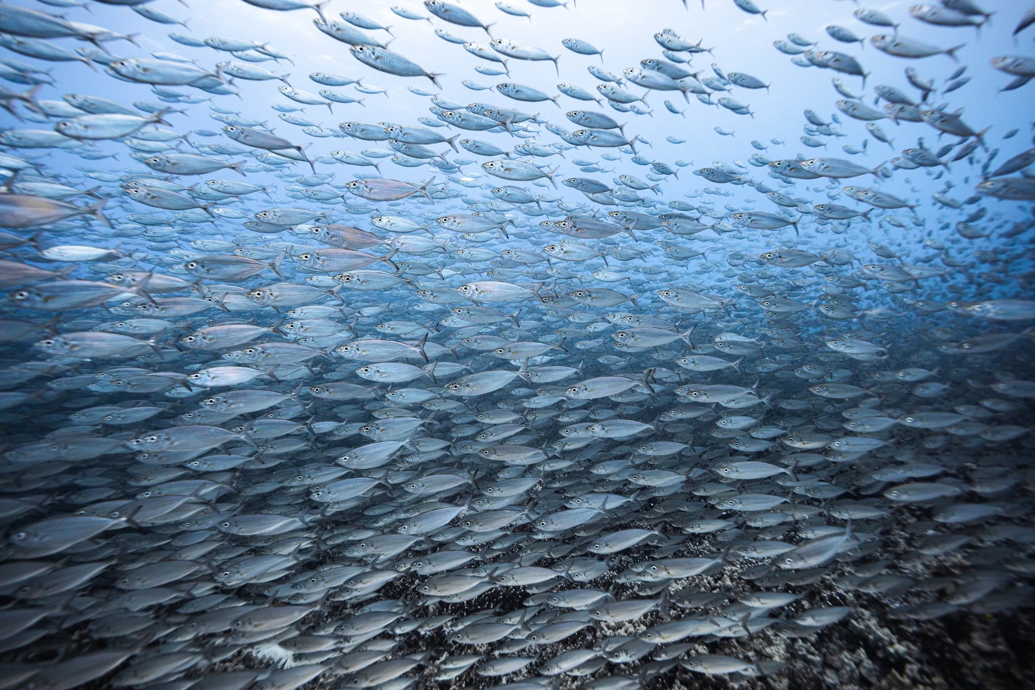 The Aquatic Life Adventure Pass