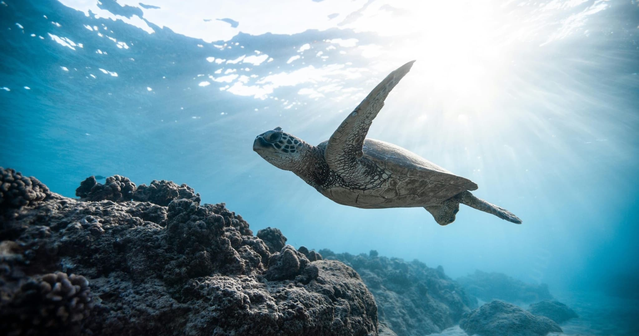 Sunrise Swim & Snorkel