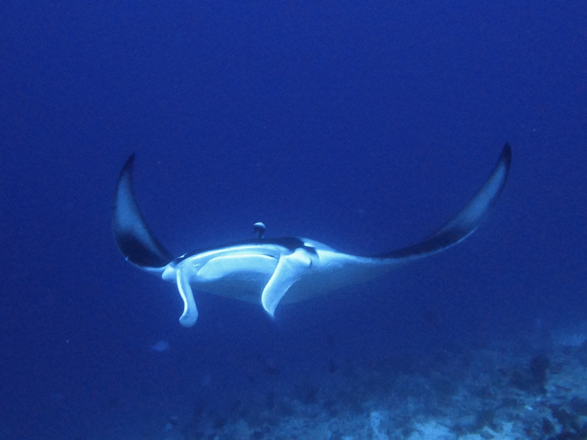 Diving Certification