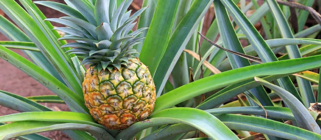 13H - Oahu Grand Circle Island, Dole Plantation, and Macadamia Farms Tour Departing from the Big Island