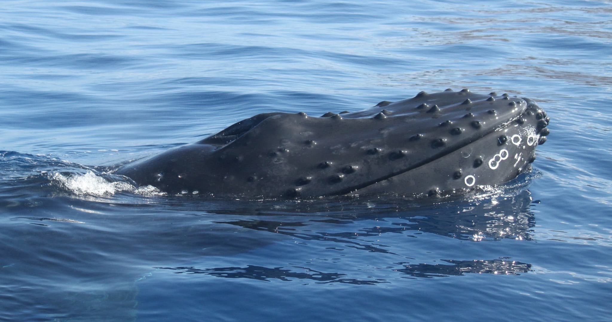 Best of the West - Premier Dolphin, Turtle, Whale Safari with Guided Snorkeling