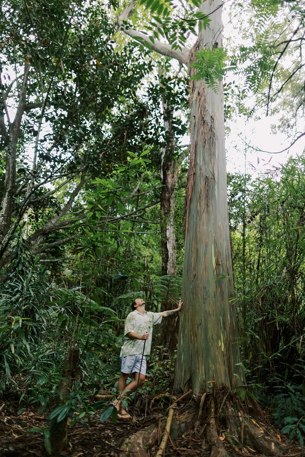 Cloud Forest Tour - Pantropical Trail (1.5 hr)
