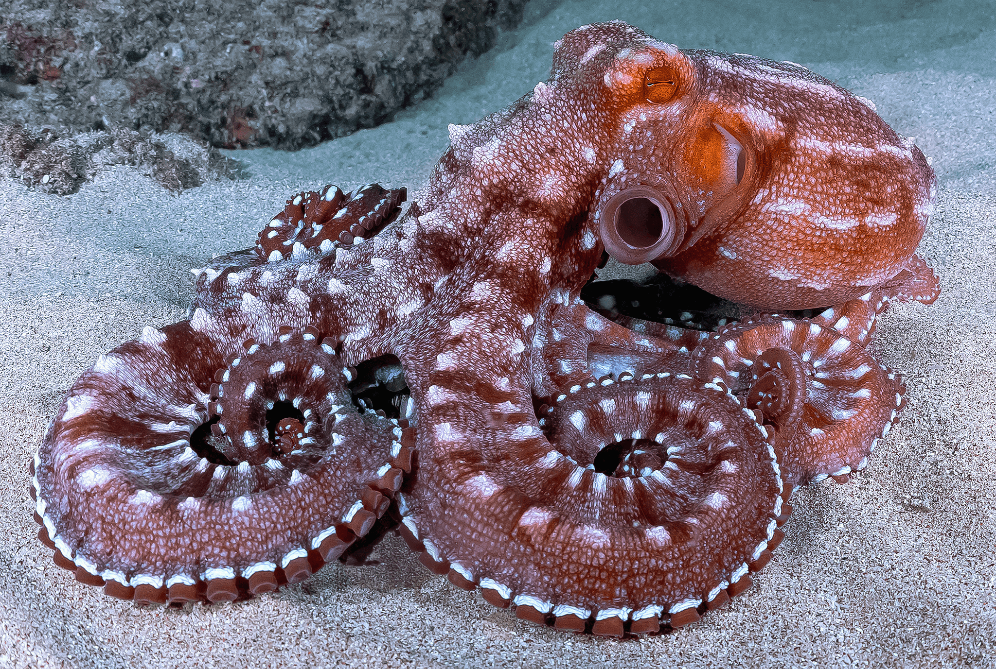 1 Diver - Private Night Dive with Barry