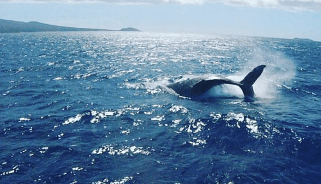 Virtual Keiki Whalewatch