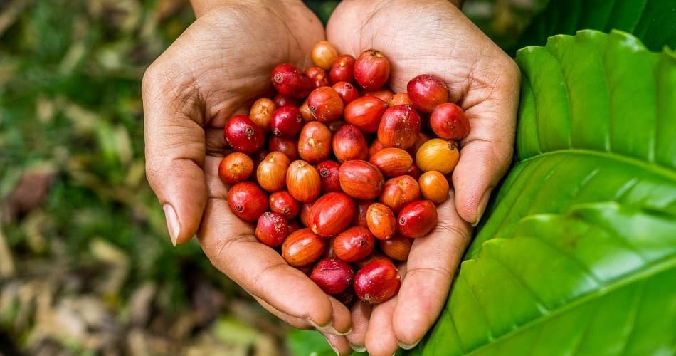 KONA - Coffee Farm Tour