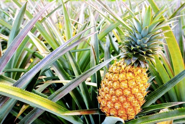 Local Expert Premier Private Tour