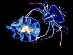 1-Tank Pelagic Black Water Night Dive