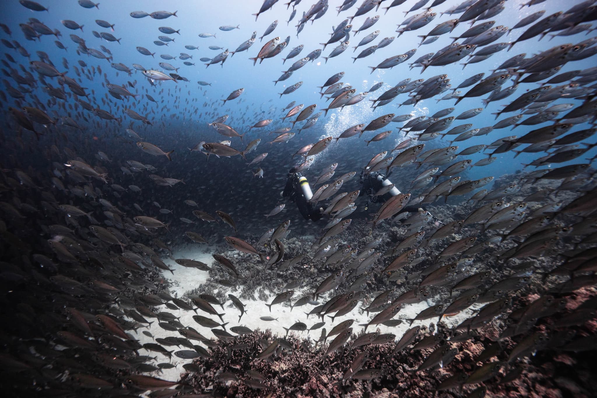 Signature Morning Dive: Two Tank Morning Charter