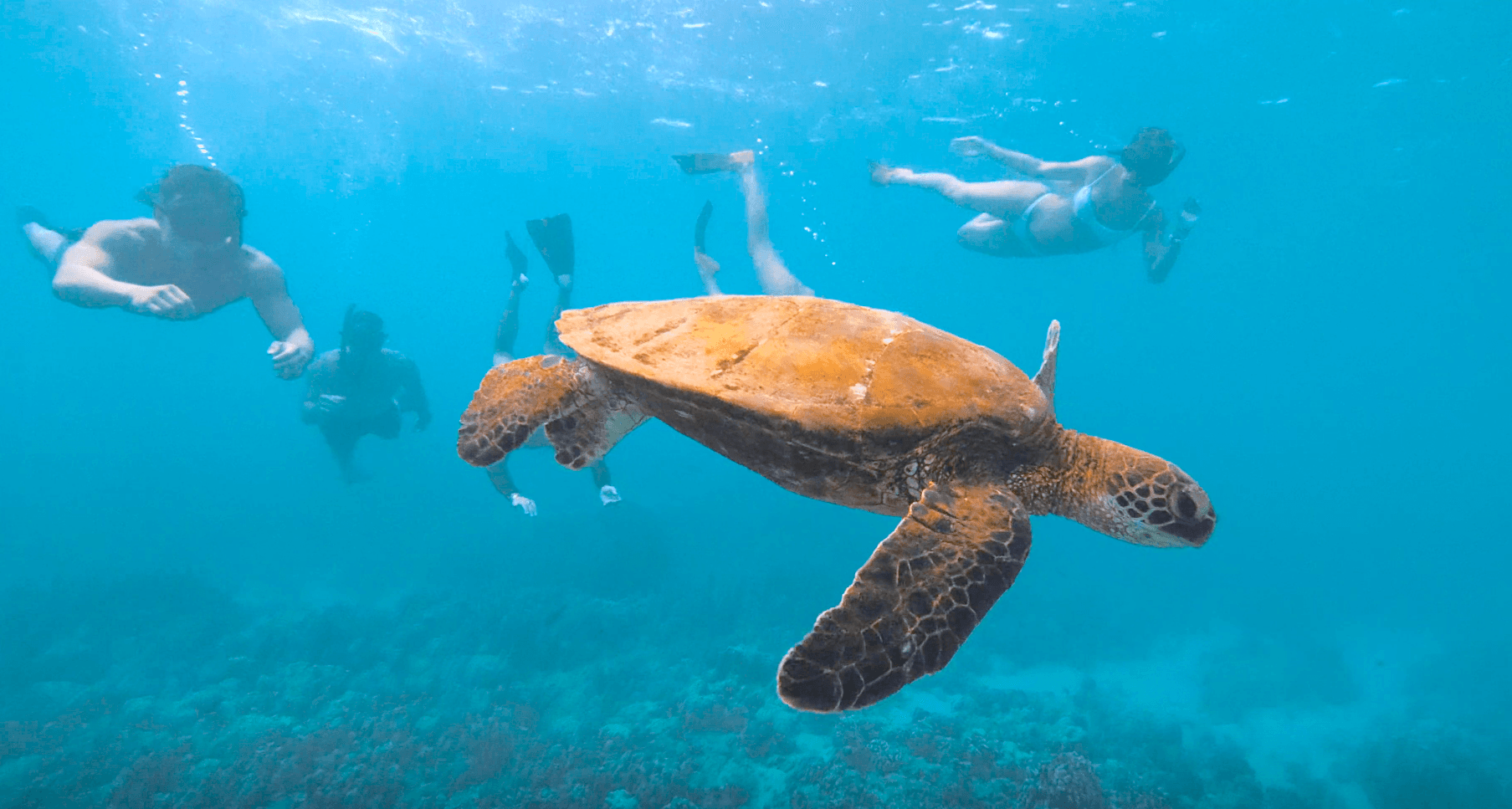 Ko Olina Four Seasons Snorkel