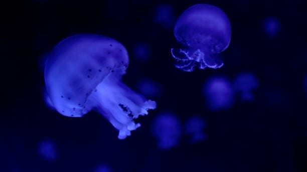 🦈🐬Epic's Aloha Night Dive🐚🦀