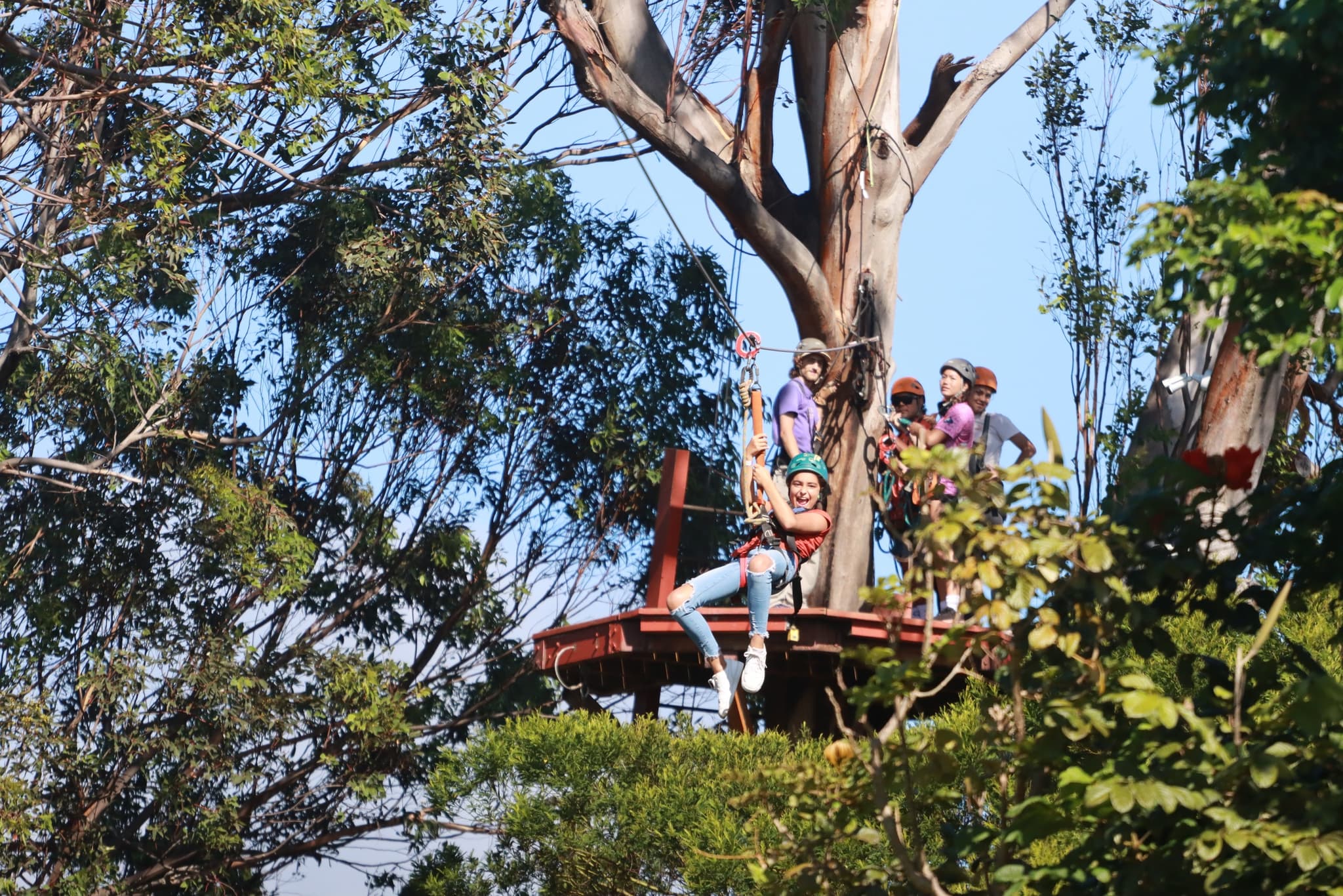 Pride of America • North Shore Maui Zipline Tour